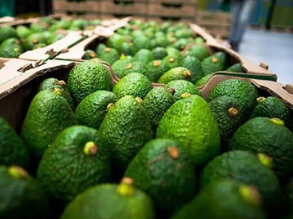 real-time-environmental-monitoring-system-for-avocados-storage1.jpg